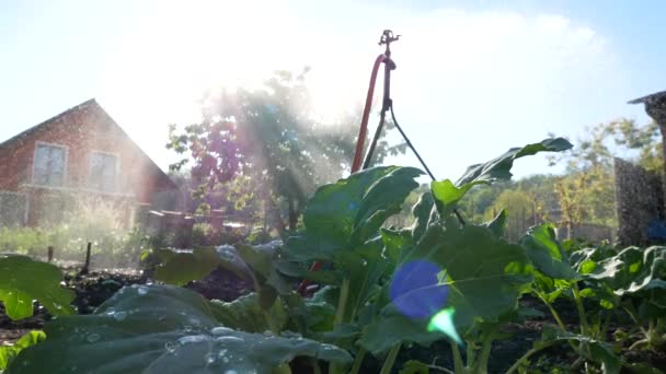 Podlewanie roślin kalarepa w ogrodzie rodziny. — Wideo stockowe