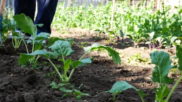 Mann jätet im Kohlrabi-Beet. — Stockvideo