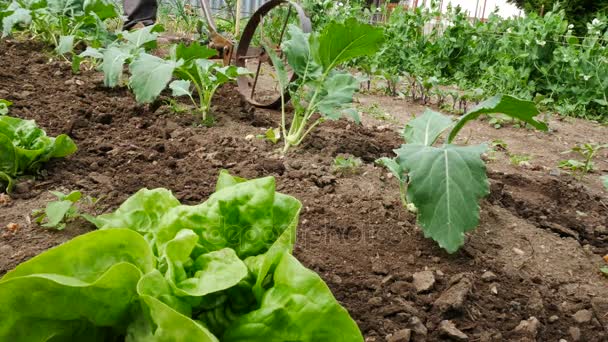 Old Man Weeding Kohlrabi Plant. Nenhuma câmera de movimento . — Vídeo de Stock