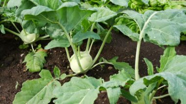 Sabah bahçede su damlaları ile alabaşlar bitki. Hiçbir hareketi kamera.