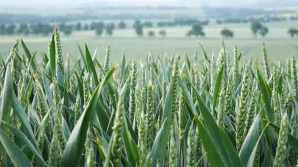 Particolare del campo di grano. Zoom in . — Video Stock