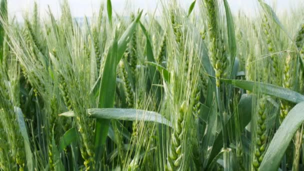 Détail de Barley Field. Pas de caméra de mouvement — Video