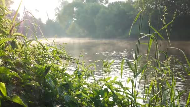 Утренняя река на рассвете. Река Оре. Чехия. Увеличь . — стоковое видео