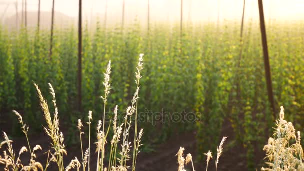 The Grass in Front of Hop Field at the Sunrise. Czech Republic. No Movement Camera. — Stock Video