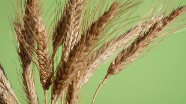 Yeşil zemin üzerine arpa demet. Tilt.