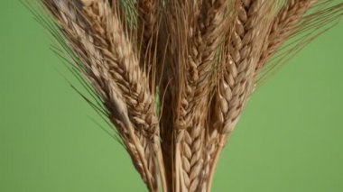 Yeşil zemin üzerine arpa demet. Tilt.