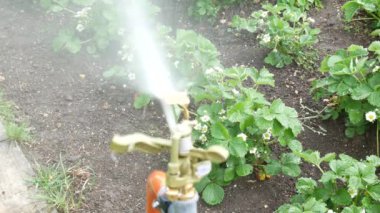 Bahçede otomatik yağmurlama