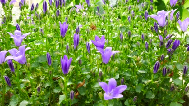 Detalhe de Bellflower no Jardim. Nenhuma câmera de movimento . — Vídeo de Stock