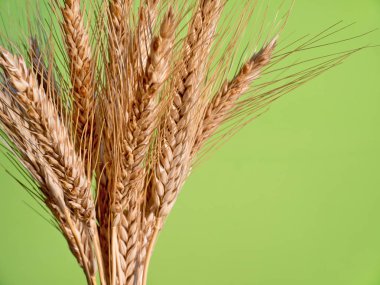 Yeşil zemin üzerine arpa demet