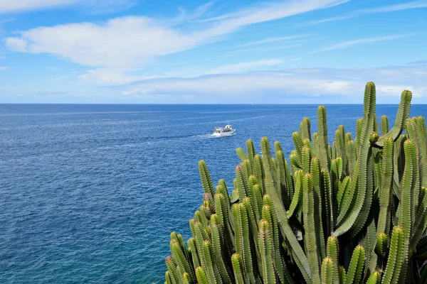 Canary Island Spurge by the Sea. Ilha das Canárias . — Fotografia de Stock