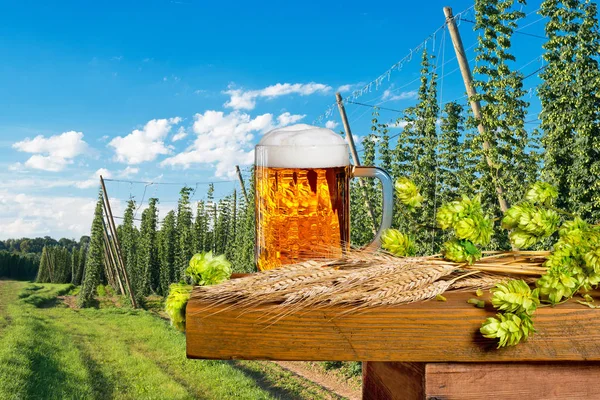 Copo de cerveja com cones de lúpulo e malte — Fotografia de Stock