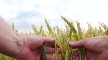 Çiftçi buğday alanında olup olmadığını denetler. Hiçbir hareketi kamera.