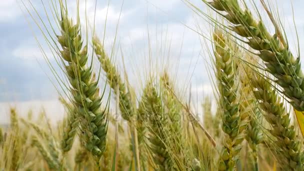 Dettaglio di Grano nella Brezza. Nessuna telecamera di movimento . — Video Stock