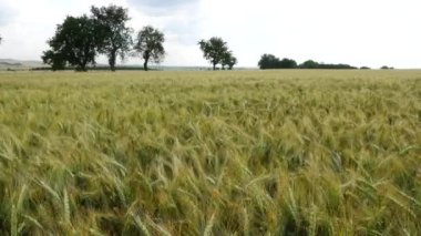 Buğday alanında Rüzgar. Hiçbir hareketi kamera.