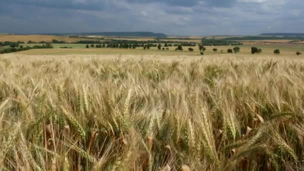 Пейзаж з пшеничним полем. Без камери руху . — стокове відео
