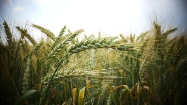 "Detail of Wheat in the Breeze". Камера без движения . — стоковое видео