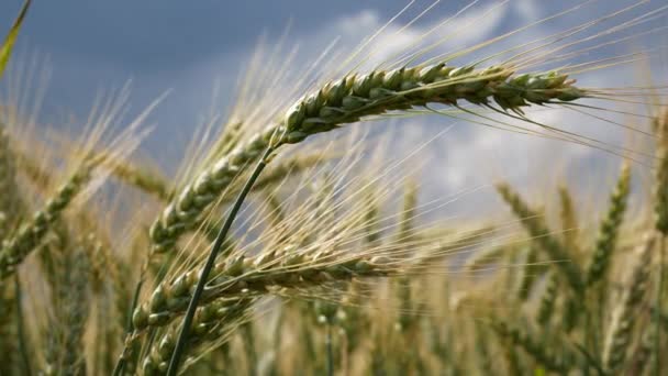 小麦在微风中的细节。没有运动摄像头. — 图库视频影像