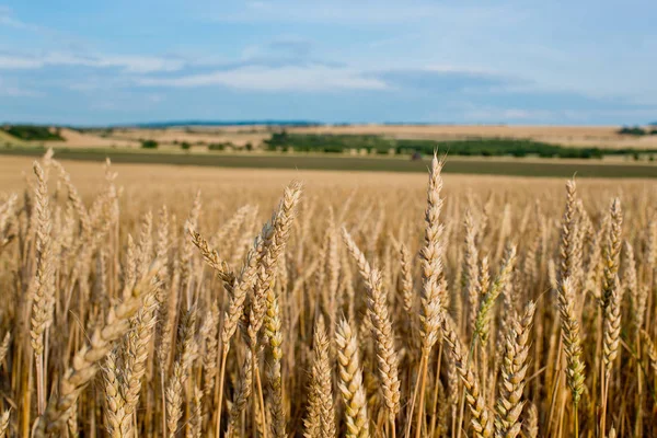 Detalle del campo de trigo antes de la cosecha . — Foto de Stock