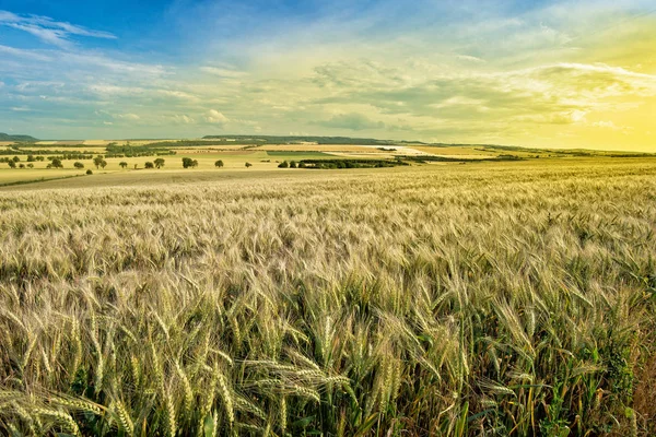 Summer Landscape with Wheat Field Before Sundown. — Stock Photo, Image