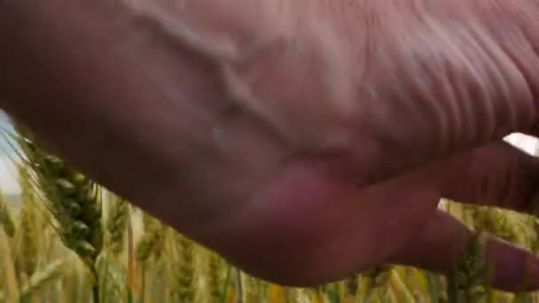 Farmer Inspects Wheat in the Field. Nessuna telecamera di movimento . — Video Stock