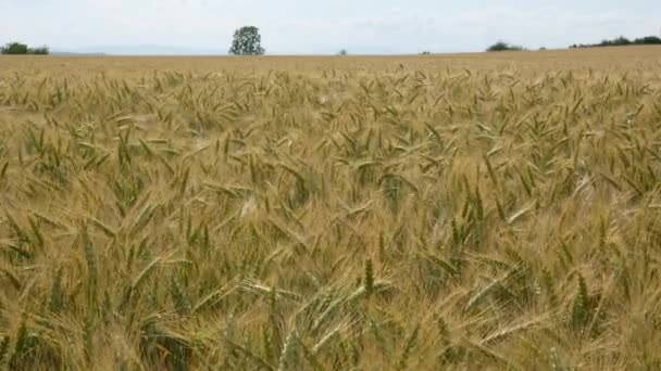 風の中の小麦畑。動きのないカメラ. — ストック動画