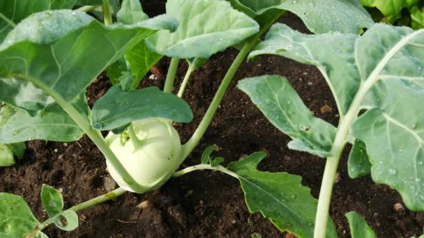 Kohlrabi-Pflanze mit Wassertropfen am Morgen im Garten. — Stockvideo