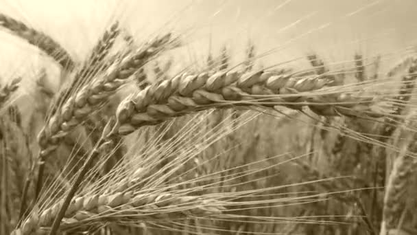 Détail du blé dans la brise. Pas de caméra de mouvement. Tourné avec filtre . — Video