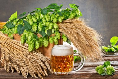 Natürmort hop koniler ve bira üretimi için ham maddeler