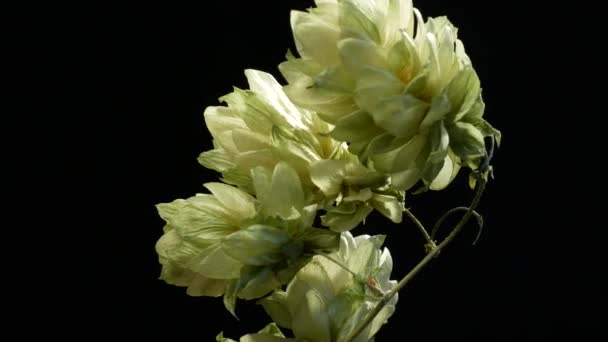 Detail of  Hop Cones on the black background. Rotation. — Stock Video