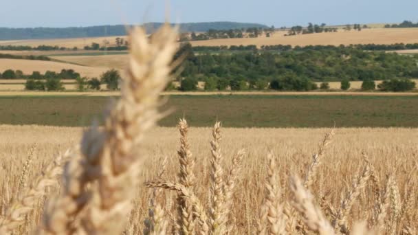 Detail des Weizenfeldes mit fahrendem Traktor. Schwenken. — Stockvideo