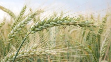 Buğday kulak küçük bir örümcek ile detay... Hareket kamera falan yok. Filtre ile vurdu.