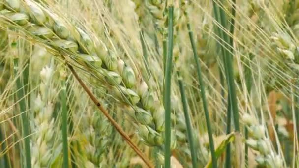 Деталь пшеничного поля. Тиньков . — стоковое видео
