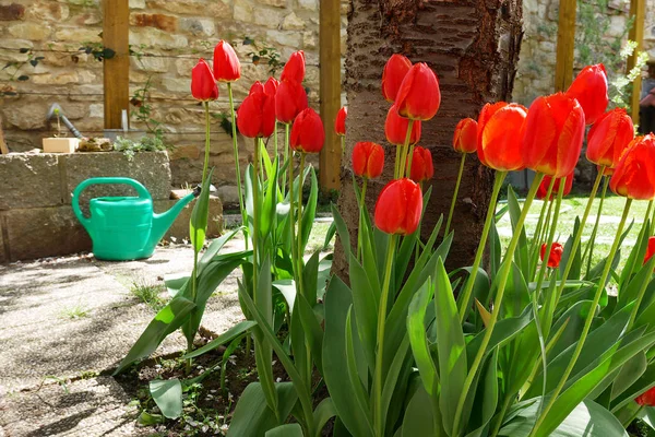 Tulipes rouges et canette d'eau dans le jardin — Photo