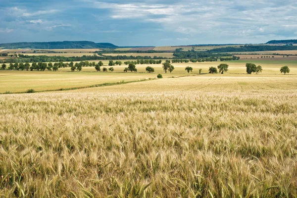 Summer Landscape with Wheat Field Before Sundown. — Stock Photo, Image