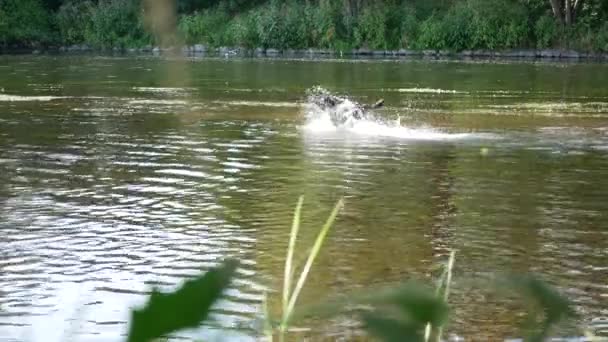 Perro corriendo en el río en el verano. Sin cámara de movimiento . — Vídeo de stock