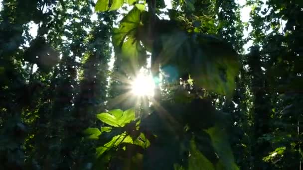 Hop Field contra Sun. Panning . — Vídeo de Stock