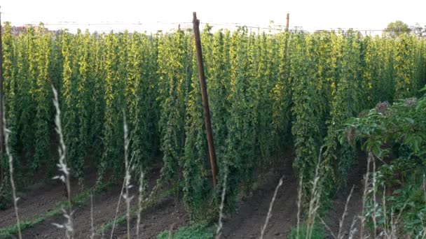 Hop Field in Zatec Grow Area in Czech Republic. View from Above. No Movement Camera. — Stock Video