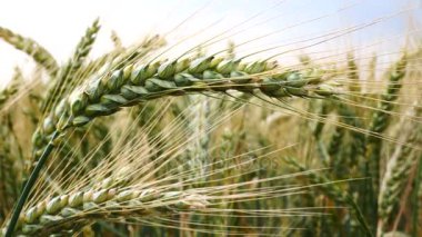 Buğday esintiyle detayını. Hareket kamera falan yok. Filtre ile vurdu.