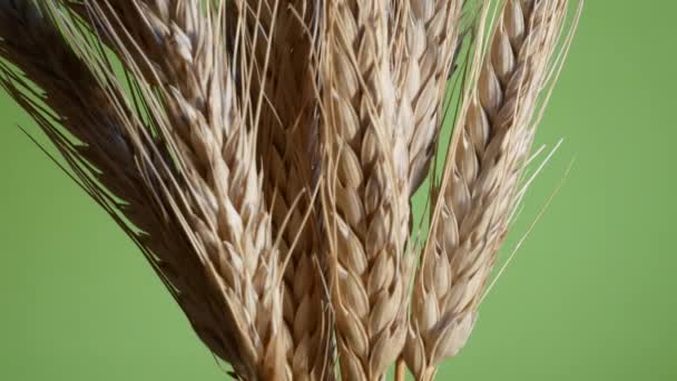 Sheaf of Barley on the Green Background. Tilt. — Stock Video