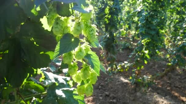 Hop Cones against Sunray. Panning. — Stock Video