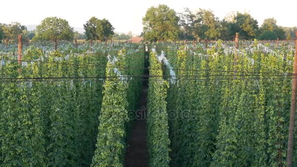 Hopfenfeld in zatec Anbaugebiet in der Tschechischen Republik. Blick von oben. Schwenken. — Stockvideo