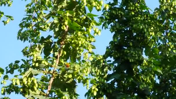 Detail of Hop Field before Harvest. Panning. — Stock Video
