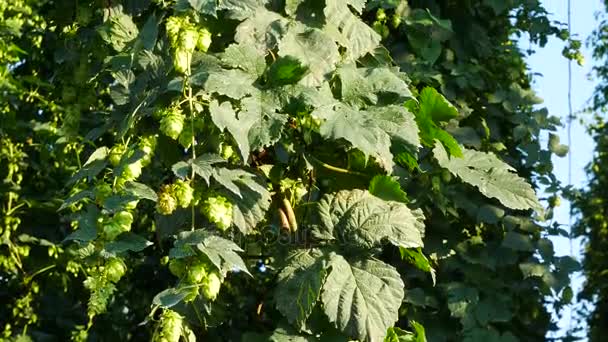 Conos de lúpulo en el campo de lúpulo antes del anochecer. Inclinación . — Vídeos de Stock