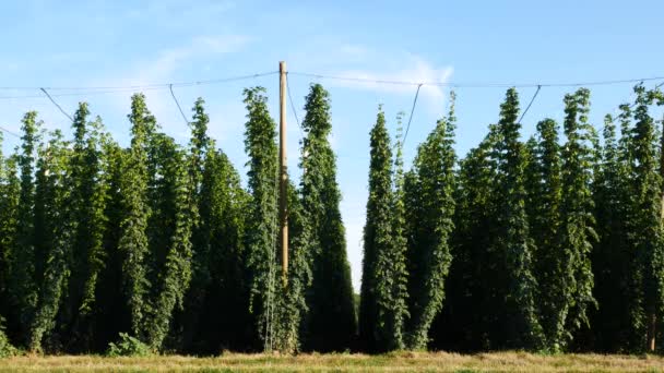 Hop Field Before Harvest. Czech Republic. No Movement Camera. — Stock Video