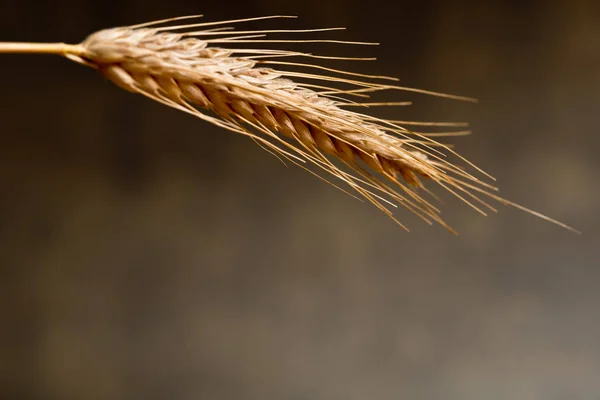 Detail van tarwe op de donkere achtergrond — Stockfoto