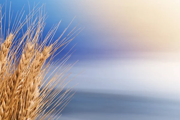 Sheaf Of Barley On The Blue Sky — Stock Photo, Image