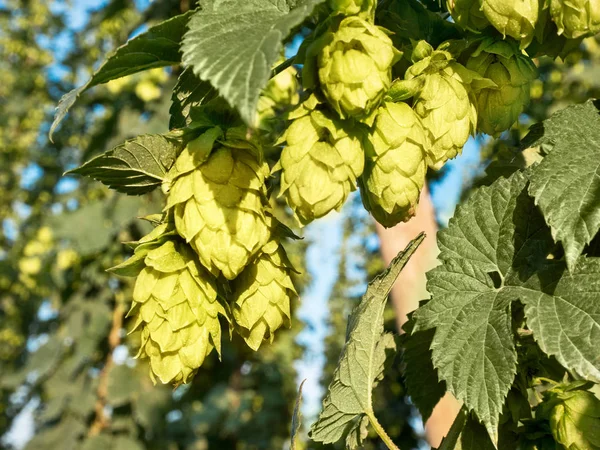 Hop Cones before Harvest in the Hop Field. — Stock Photo, Image
