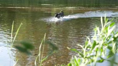 Nehre yaz aylarında çalışan köpek. Hiçbir hareketi kamera.