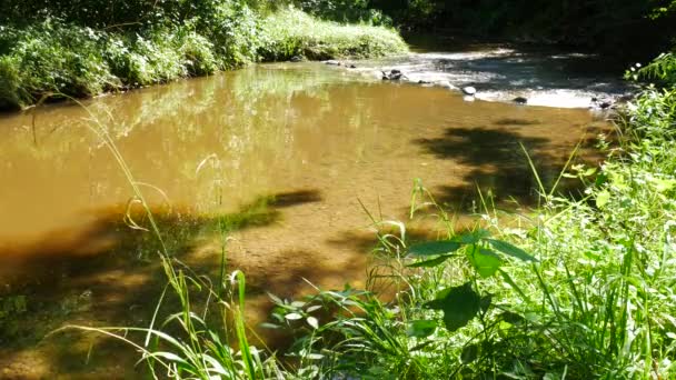 Fortfarande Creek i skogen sommaren. Ingen kamerarörelse. — Stockvideo