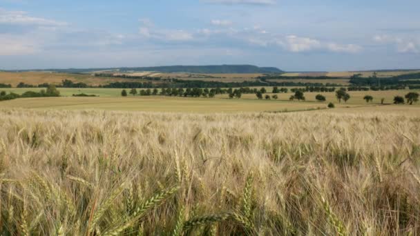 Krajina s pšeničné pole. Žádný pohyb kamery. — Stock video